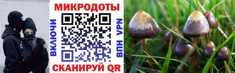 Псилоцибиновые грибы Psilocybine cubensis  Змеиногорск 